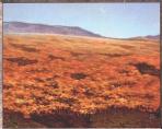 Tundra, Rosja